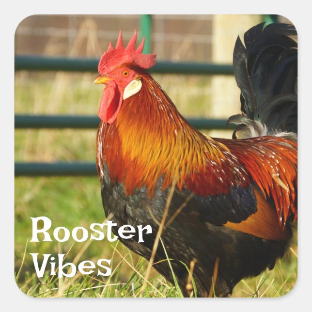 Rooster Vibes Farm Life Quadratischer Aufkleber (Vorderseite)