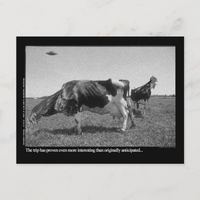 Roostercows Postkarte (Vorderseite)