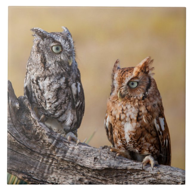 Roosting der Osterschnecke in Bäumen Fliese (Vorderseite)