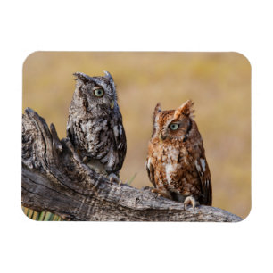 Roosting der Osterschnecke in Bäumen Magnet