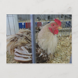 Roosting Hen Postkarte