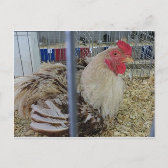 Roosting Hen Postkarte (Vorderseite)