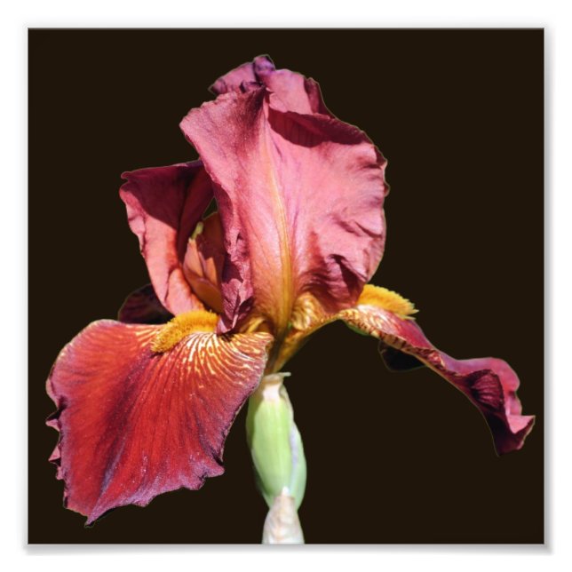 Root Bearded Iris Blume 8x8 Fotodruck (Vorne)