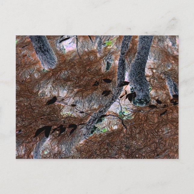 "Roots" Gnarled Trees, Pine Needles, Forest Floor Postkarte (Vorderseite)