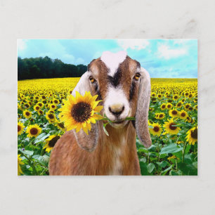 "Rory" Postcard Postkarte