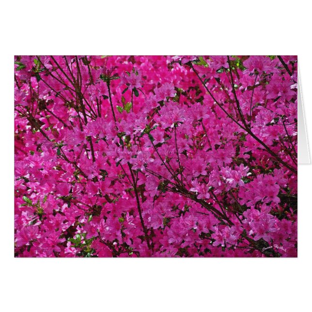 Rosa! (Vorderseite (Horizontal))