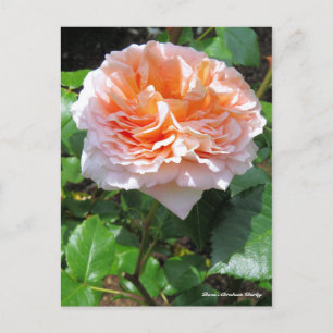 Rosa Abraham Darby ［ Postcard ］ Postkarte