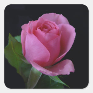 Rosa AH2011 Quadratischer Aufkleber
