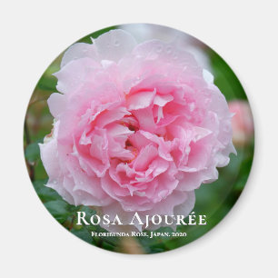 Rosa Ajourée Magnet
