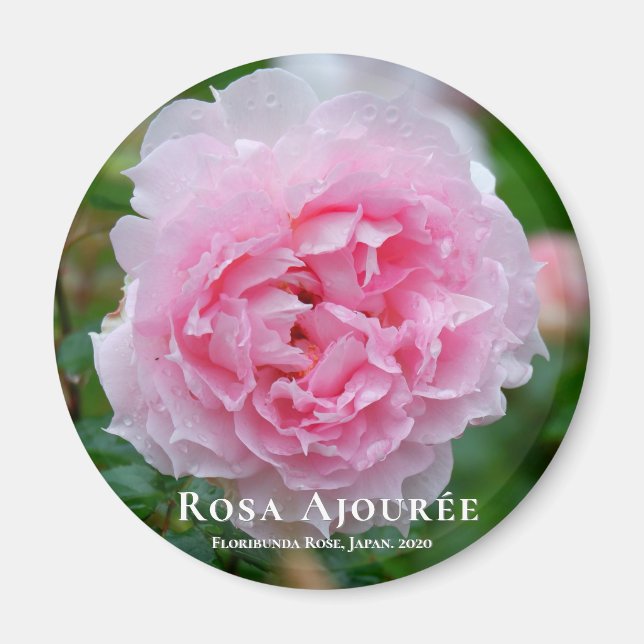 Rosa Ajourée Magnet (Vorne)