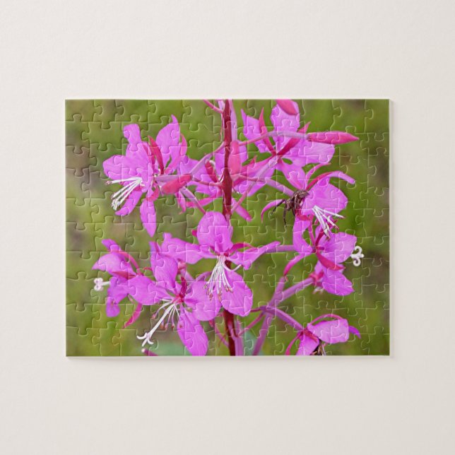 Rosa Alaskan Fireweed Blume in Blüte Puzzle (Horizontal)