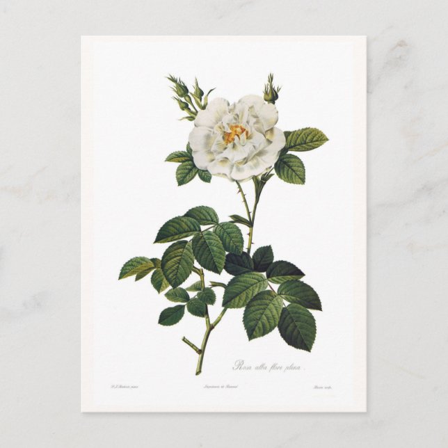Rosa alba flore plena postkarte (Vorderseite)