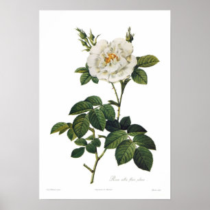 Rosa alba flore poster