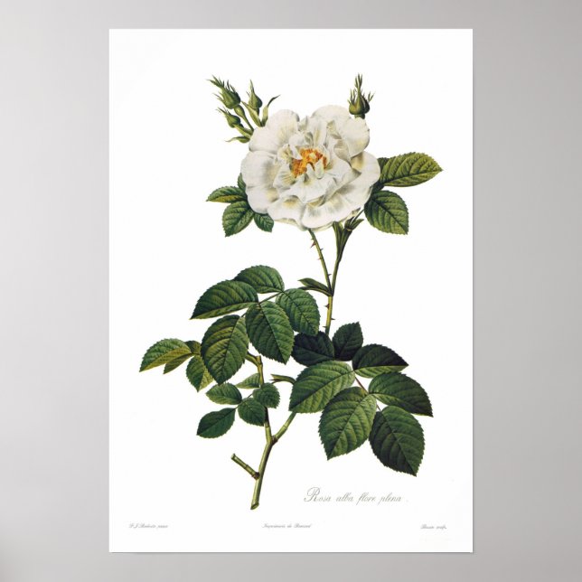 Rosa alba flore poster (Vorne)