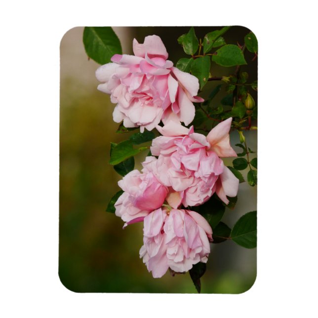 Rosa Albertine Rose Magnet (Vertikal)