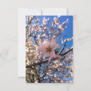 Rosa Almond Blossom Dankeskarte