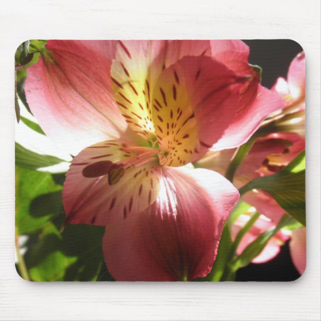 Rosa Alstroemeria-Blumen-Lilien-Blumen-Foto Mousepad (Vorne)