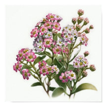 Rosa Alyssum Blume Art Print Poster