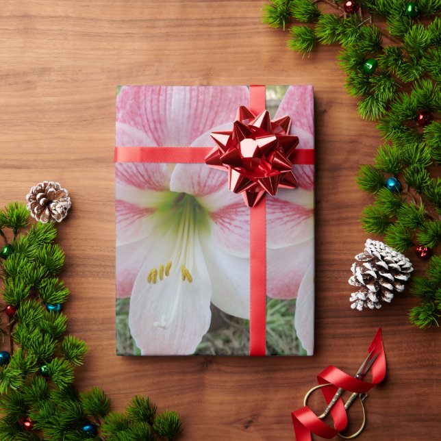 Rosa Amarylistin Geschenkpapier (Feiertagsgeschenk)