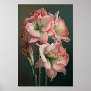 Rosa Amaryllis Blume Art Print Poster