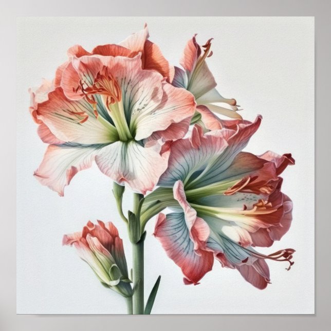 Rosa Amaryllis Blume Art Print Poster (Vorne)