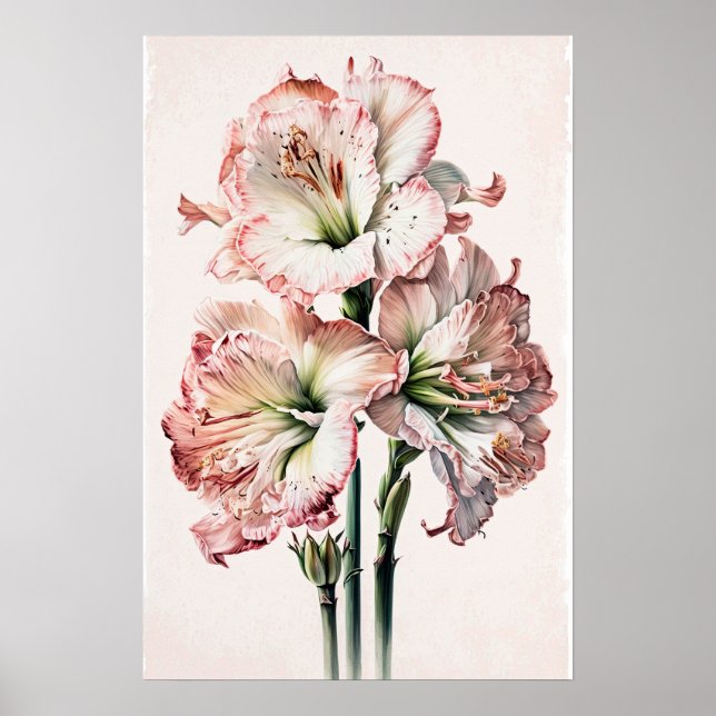 Rosa Amaryllis Blume Art Print Poster (Vorne)
