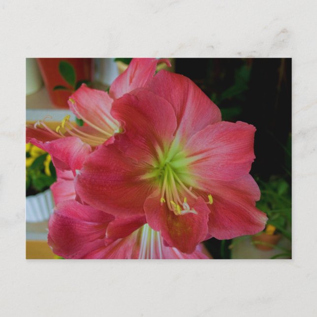 Rosa Amaryllis Postkarte (Vorderseite)