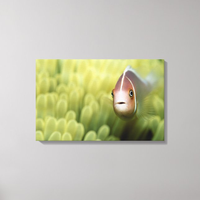 Rosa Anemone Fish Leinwanddruck (Vorderseite)