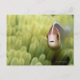 Rosa Anemone Fish Postkarte