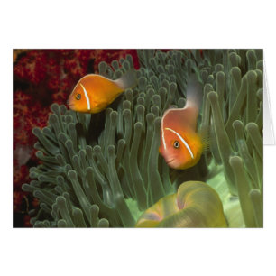 Rosa Anemonefische im Magnificant Sea Anemone