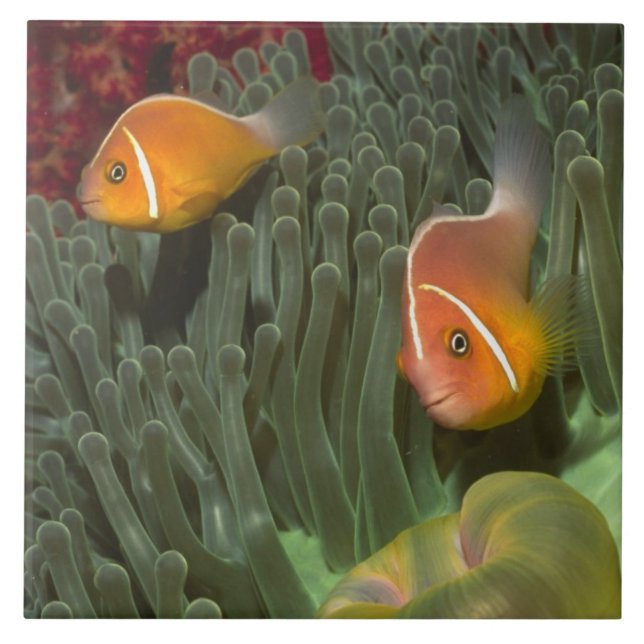 Rosa Anemonefish in der Magnificant Seeanemone Fliese (Vorderseite)