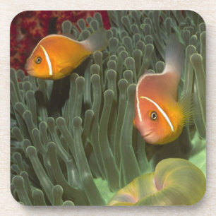 Rosa Anemonefish in der Magnificant Seeanemone Getränkeuntersetzer