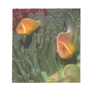 Rosa Anemonefish in der Magnificant Seeanemone Notizblock