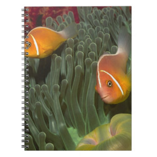 Rosa Anemonefish in der Magnificant Seeanemone Notizblock