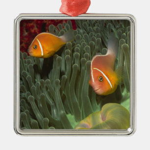Rosa Anemonefish in der Magnificant Seeanemone Silbernes Ornament