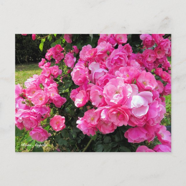 Rosa Angela［Postcard］ Postkarte (Vorderseite)