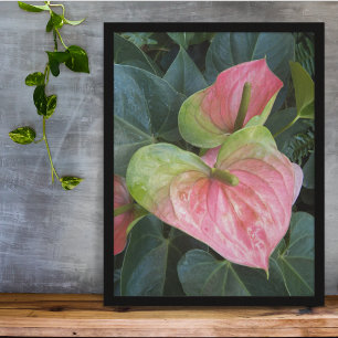 Rosa Anthurium-Blume Blumenfotografie Poster