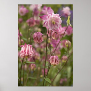 Rosa Aquilegia ... Plakat