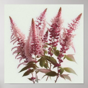 Rosa Astilbe Blume Art Print Poster