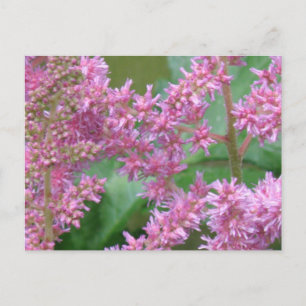 Rosa Astilbe Blume Postkarte