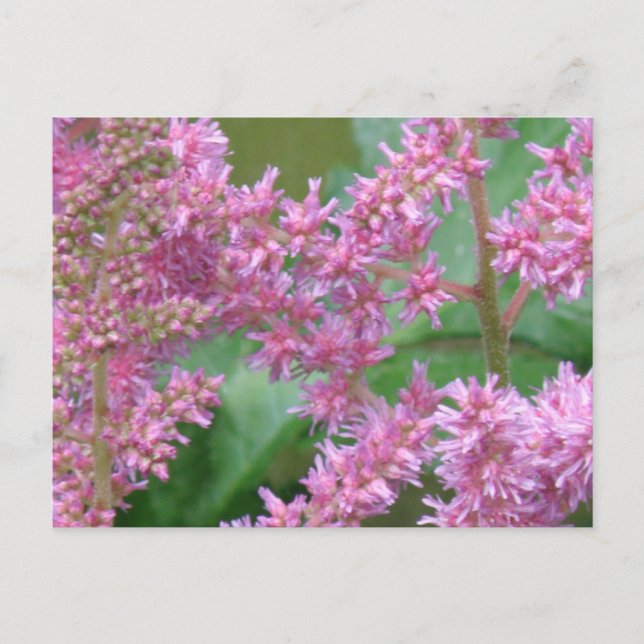 Rosa Astilbe Blume Postkarte (Vorderseite)