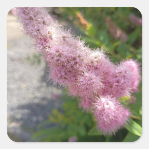 Rosa Astilbe-Blumen-Blumenquadrat-Aufkleber für Gä Quadratischer Aufkleber