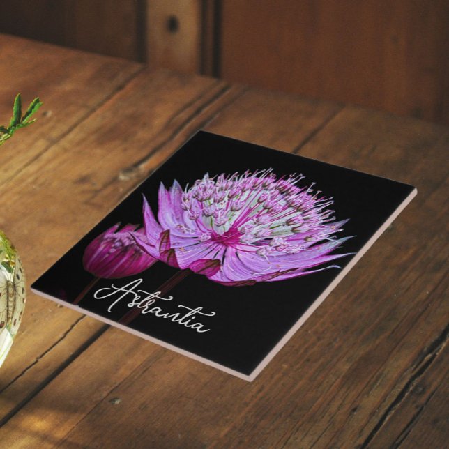 Rosa Astrantia Blume auf schwarzem Hintergrund Fliese (In Situ)