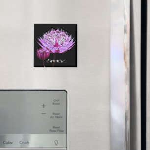 Rosa Astrantia-Blume Magnet