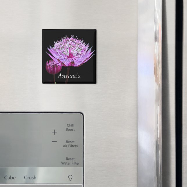 Rosa Astrantia-Blume Magnet (In Situ (Kühlschrank))