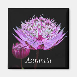Rosa Astrantia-Blume Magnet