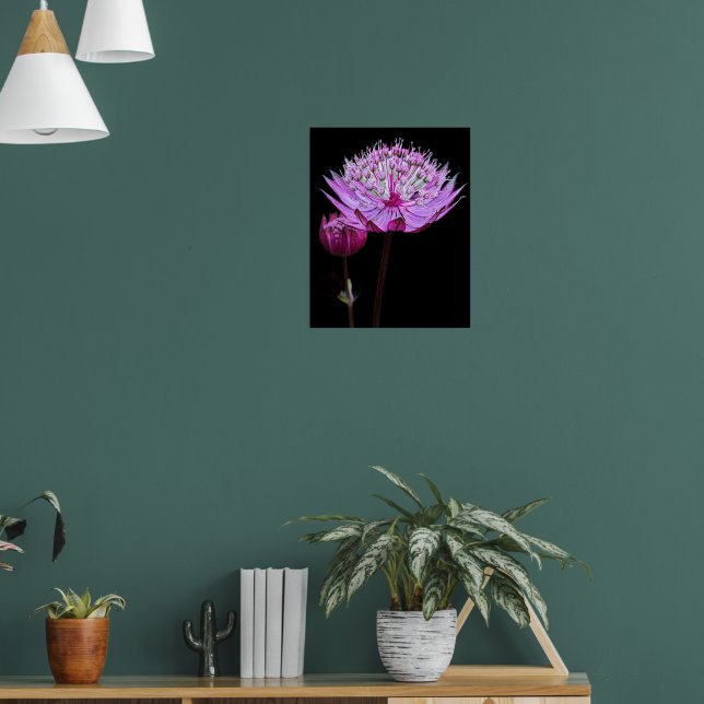 Rosa Astrantia-Blume Poster (Wohnzimmer 1)