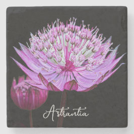 Rosa Astrantia-Blume Steinuntersetzer