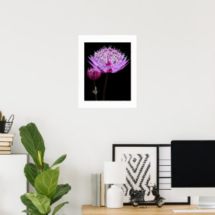 Rosa Astrantia-Blüte auf schwarzem Blumenmotiv Poster