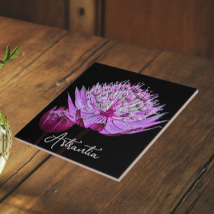 Rosa Astrantia-Blüte auf schwarzem Hintergrund Flo Fliese